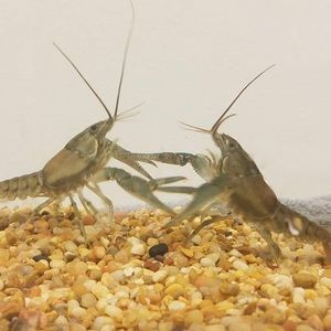 Meet your Posher, Zackary